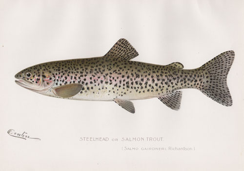 Steelhead or Salmon Trout by Denton